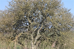 BJØRN KROMANN-ANDERSEN – Træet